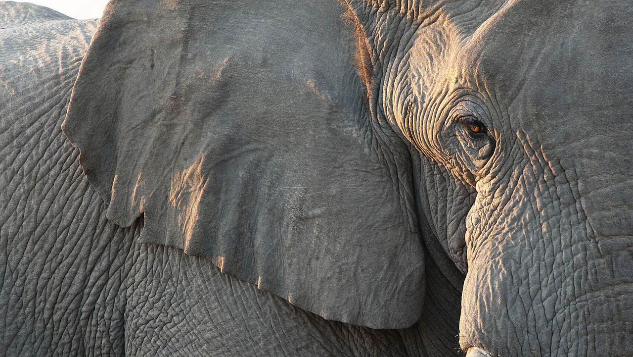 Слон уби 20 души, 300 ловци го гонят с дронове в Индия