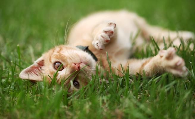 Защо котките обичат толкова котешката трева?