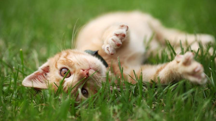 Защо котките обичат толкова котешката трева?
