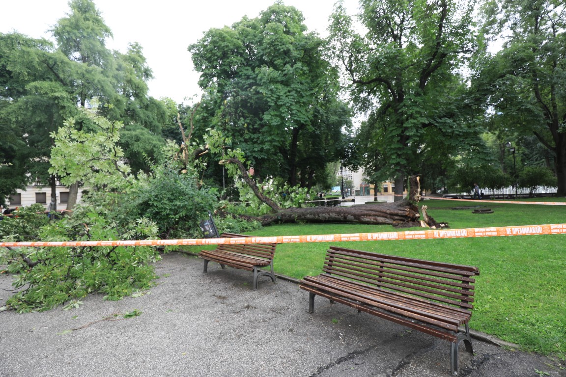<p>Дърво падна пред Народния театър в София</p>