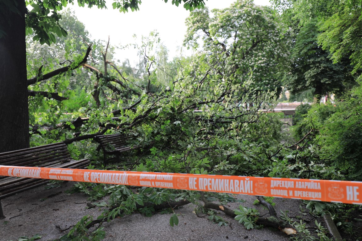 <p>Дърво падна пред Народния театър в София</p>