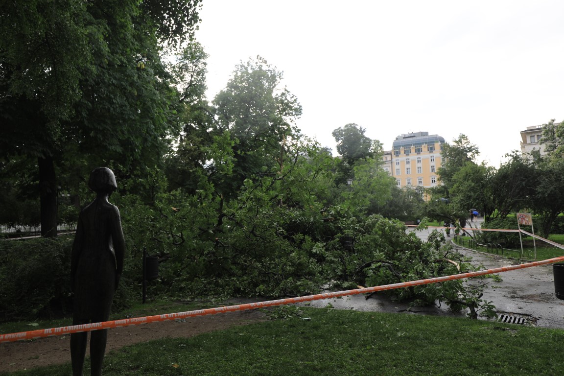 <p>Дърво падна пред Народния театър в София</p>