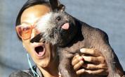 Китайско голо качулато куче бе обявено за най-грозното куче в света за 2022 г.