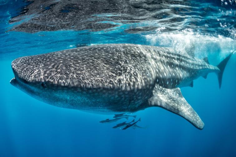 китова акула