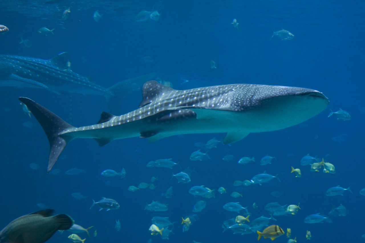<p>Биолози от Австралийския институт за морски науки са идентифицирали най-голямото всеядно животно на Земята. То е риба, при това най-голямата в света - китовата акула</p>