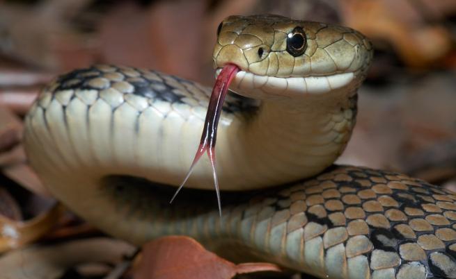Учените са напът да създадат универсална противоотрова срещу всички змии