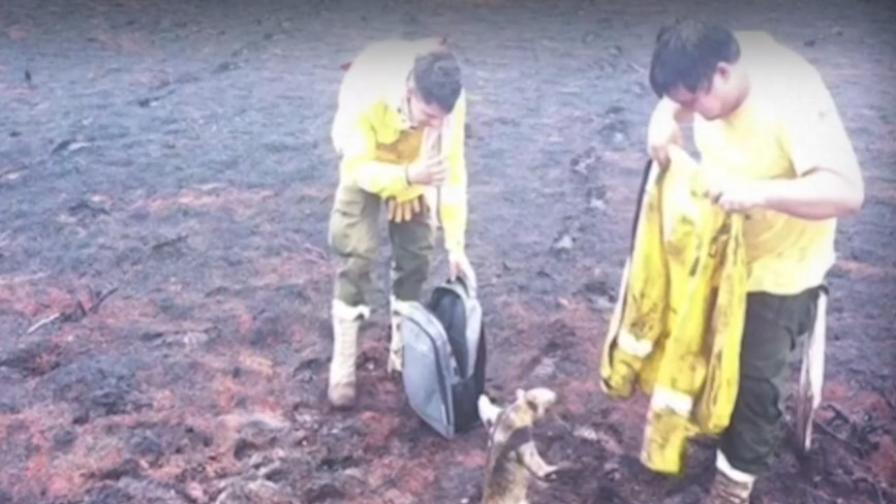 Видео със спасен от горски пожар мравояд стана хит в интернет