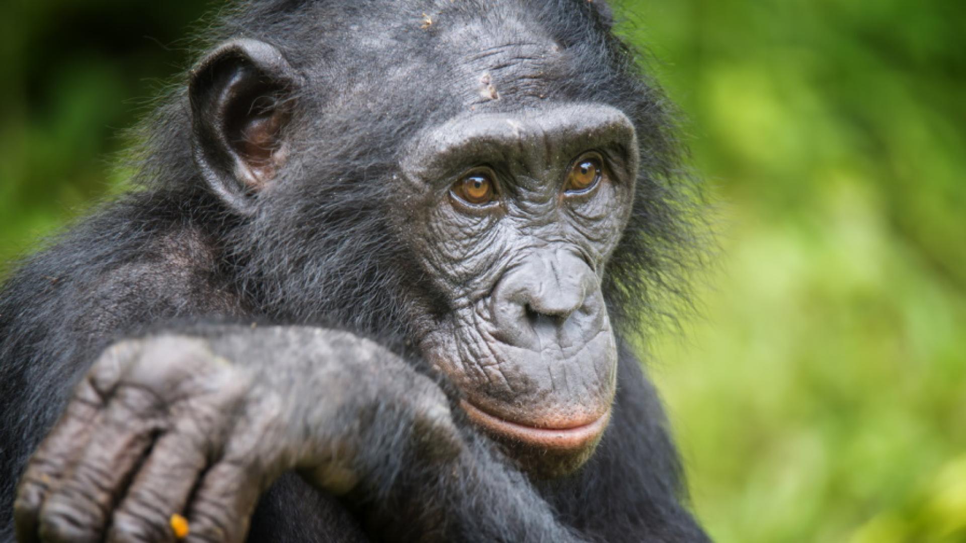 ВСАЩ се спомина шимпанзето Канзи което говореше английски и бе