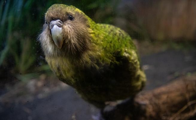 Лишиха от участие в конкурс за красота най-дебелия папагал в света