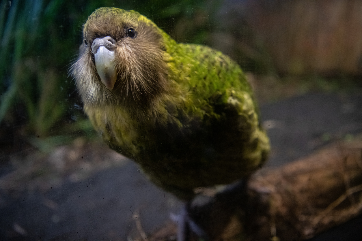 <p>Известен като папагал бухал, какапо прилича на топка за боулинг със зеленикаво оперение. Той е уникален вид за Нова Зеландия и може да достигне до четири килограма, приблизителното тегло на новородено бебе. Лишена от способността да лети с твърде късите си пера, популярната нощна птица дори беше описана като &quot;очарователна&quot; от видния естествоизпитател Дейвид Атънбъро, който я нарече любимата си новозеландска птица.</p>