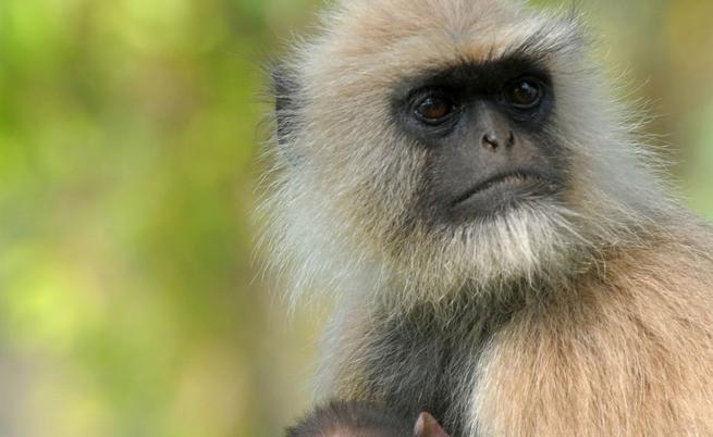 От въртящи се маймуни до буйстващи пияници: Нуждата на приматите да губят контрол