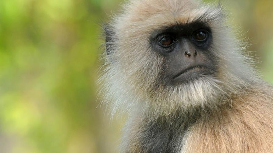 От въртящи се маймуни до буйстващи пияници: Нуждата на приматите да губят контрол