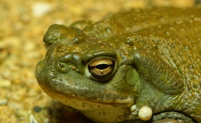 Националните паркове на САЩ: Не ближете халюциногенни жаби!