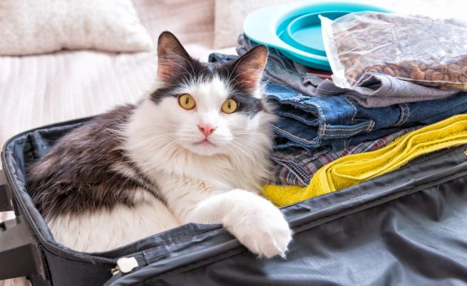 Служители на летище откриха жива котка в чекиран багаж