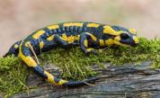 Откриха останки от страховит звяр, наподобяващ голям саламандър