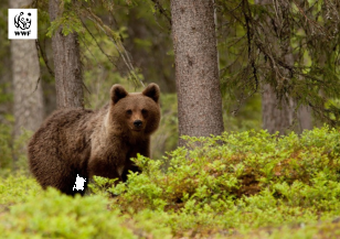 На Мечкинден WWF празнува създаването на своя Спасителен мечешки отряд