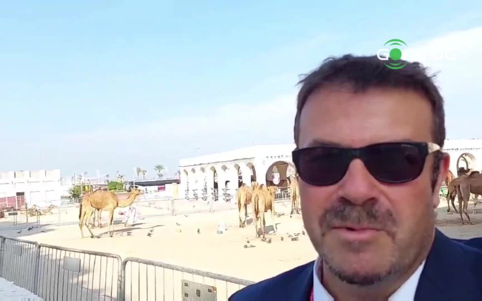 Камилите в Катар - символ и индустрия за милиони