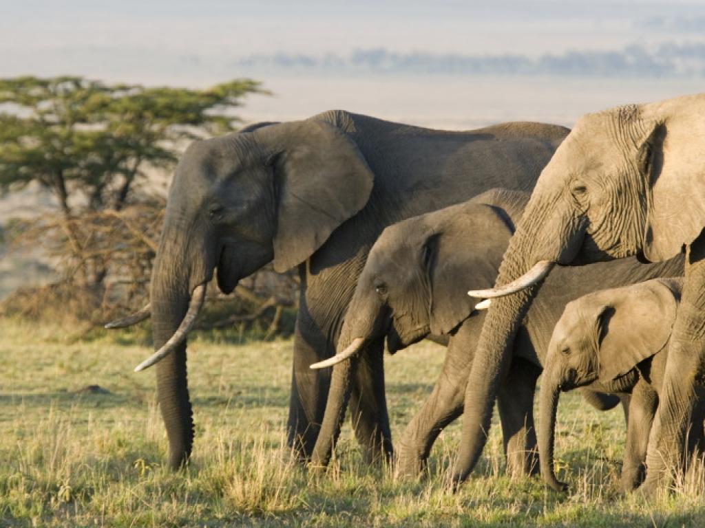 Азиатските слонове шумно оплакват и погребват починалите си малки установи