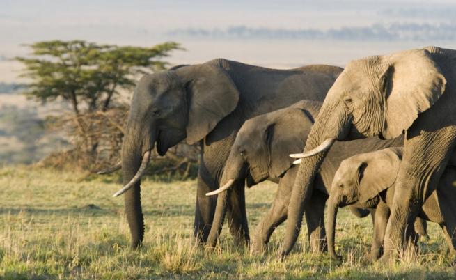 Азиатските слонове шумно оплакват и погребват починалите си малки
