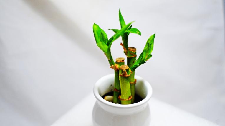  Тези растения ще донесат шанс вкъщи през 2023 година 