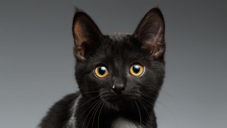  Ето го твоето черно коте за шанс 