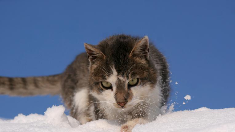  Дневен хороскоп за събота, 14 януари 