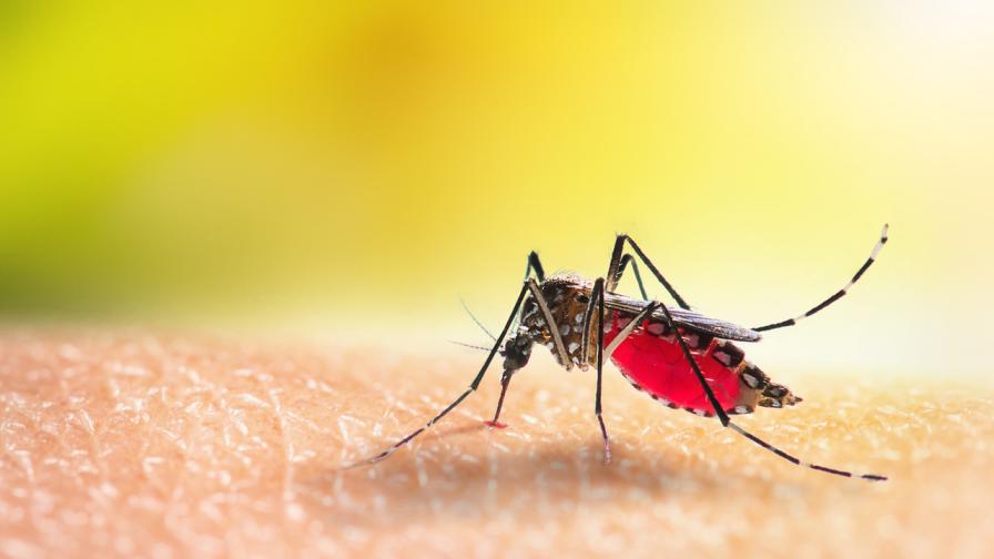 Откриха комари-мутанти, резистентни към инсектициди