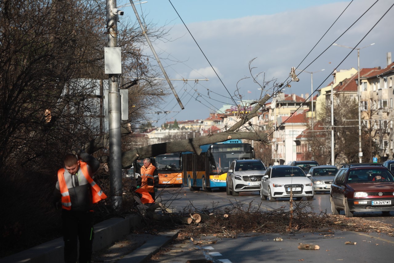 <p>Редица сигнали за счупени клони и паднали дървета заради силен вятър бяха подадени в София</p>