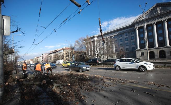 Забавени полети и паднали дървета в София заради бурния вятър