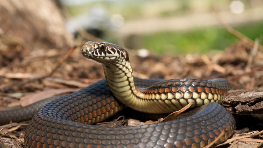 Еволюция: Тигрови змии се променят, за да поглъщат по-едра плячка