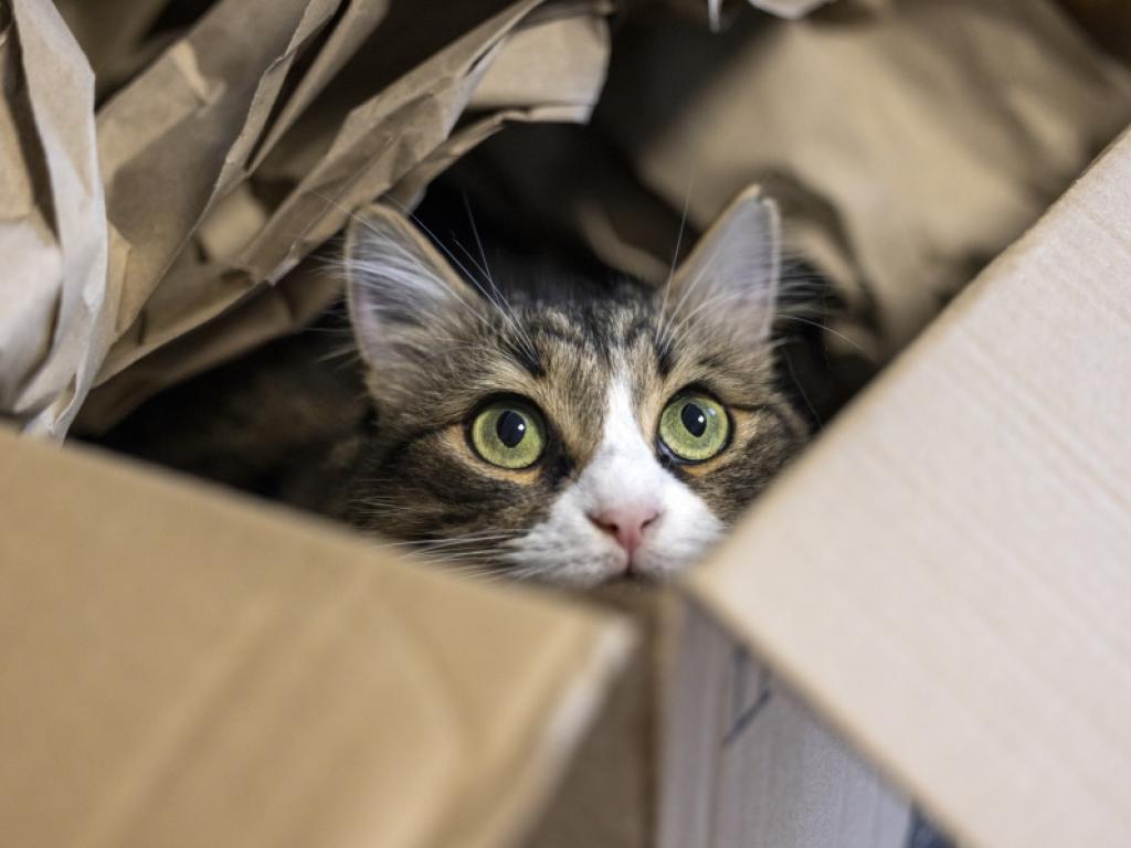 Котка от Юта е намерена в калифорнийски склад на Amazon