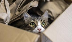 Изпратена по погрешка котката Галена пропътува хиляди километри с куриерска фирма
