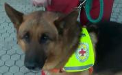 Българските кучета спасители в акция след земетресенията в Турция (ВИДЕО)