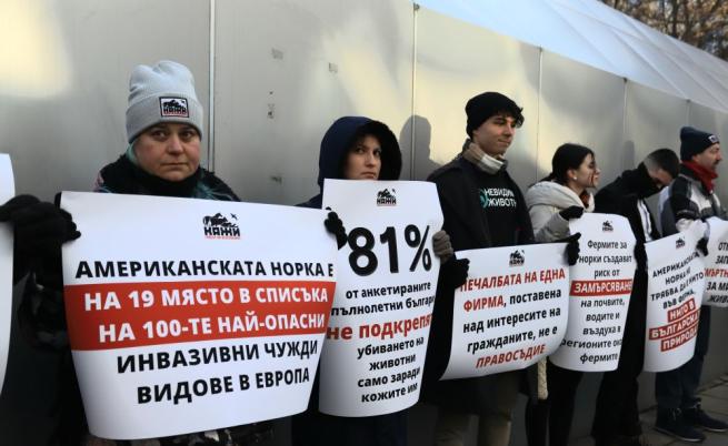  Протест в София в поддръжка на възбраната за развъждането на американски норки 