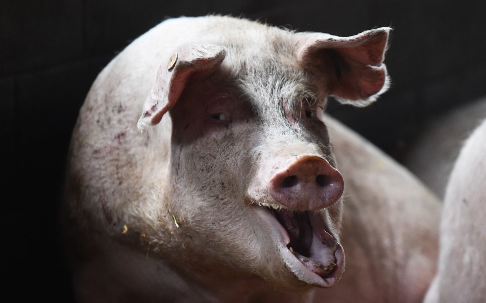 Пратиха отрязана свинска глава в офисите на италиански клуб
