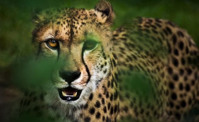 Гепарди се връщат сред природата в Индия след 70 години