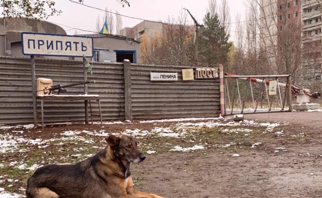 Генетиката им е мутирала завинаги: Какво става с кучетата на Чернобил