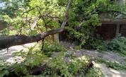 Дърво падна върху човек в Пловдив