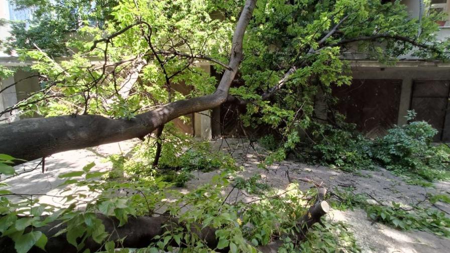 Дърво падна върху човек в Пловдив