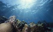 Откритие: Най-дълбоководната риба в света е в Япония (СНИМКИ)