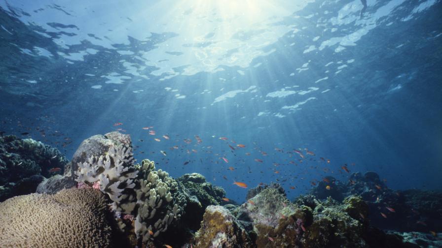 Откритие: Най-дълбоководната риба в света е в Япония (СНИМКИ)