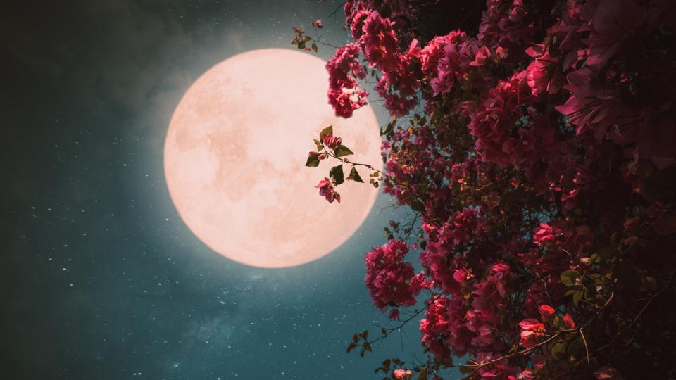 луна розова