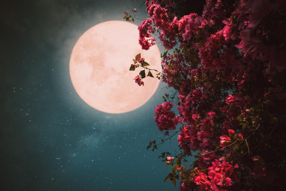  луна розова 