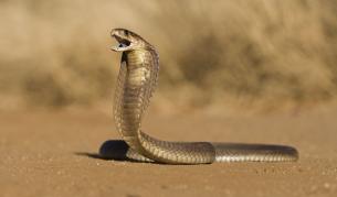 Турист загина в Египет след ухапване от кобра по време на шоу