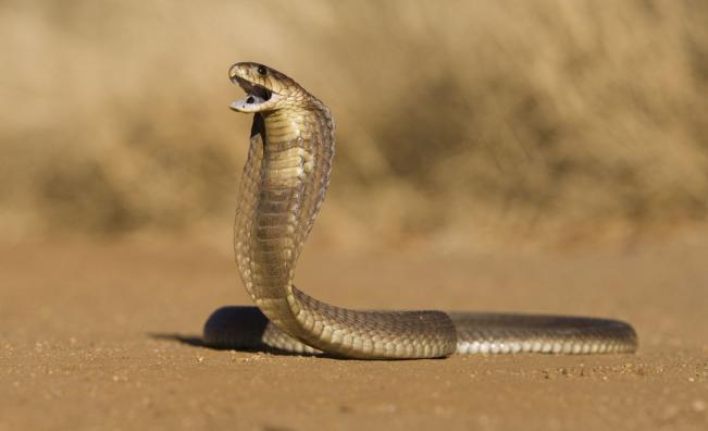 Жена чу почукване на вратата на дома си, отвори и откри смъртоносна кобра