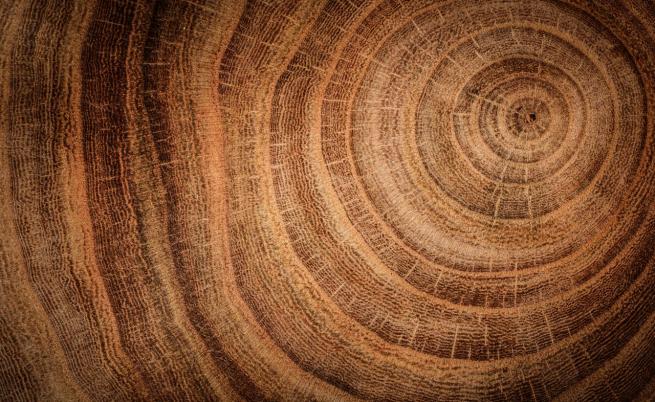 Великият дядо: Кипарис на 5000 години е претендент за най-старото дърво в света