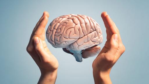 Учени разкриха тайната на младия мозък