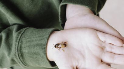 Ужилване от пчела или оса и домашно лечение: Лед, мед, кал?