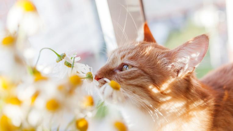  Дневен хороскоп за събота, 27 май 