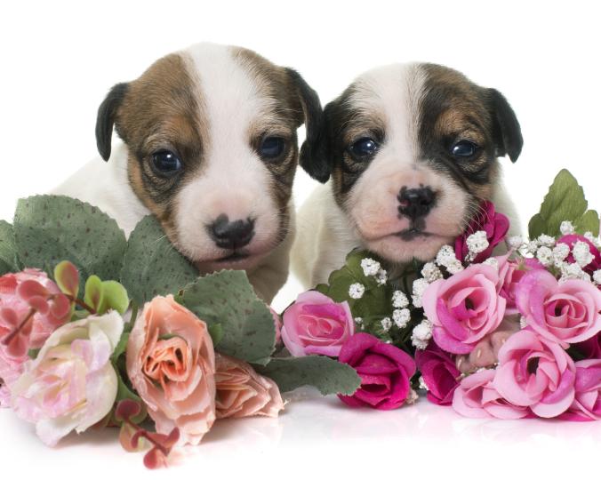 Седмичен хороскоп за 15-21 май - снимка 6